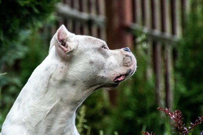 imagen de cabeza y cuello de un dogo argentino