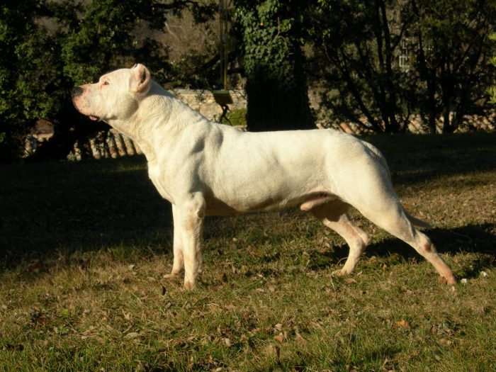 imagen de un dogo argentino