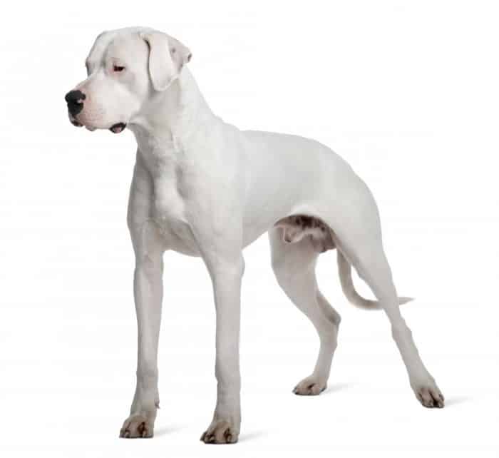 imagen de un dogo argentino sobre fondo blanco