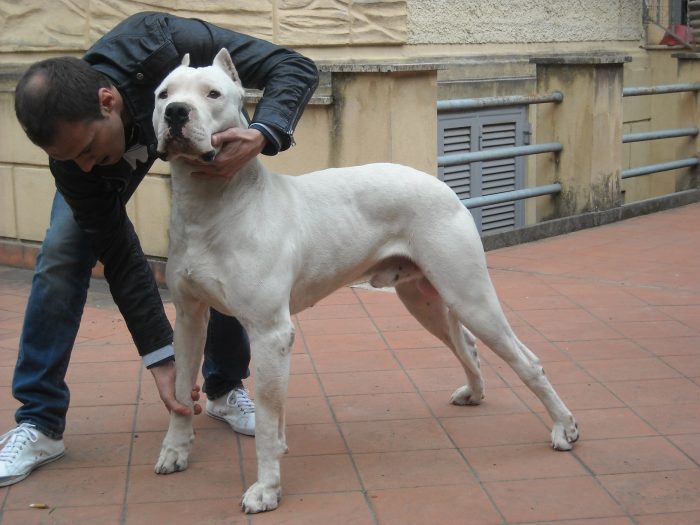 imponente dogo argentino junto a su amo