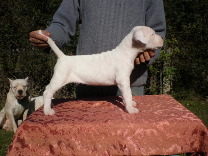 presentando a un cachorro dogo argentino