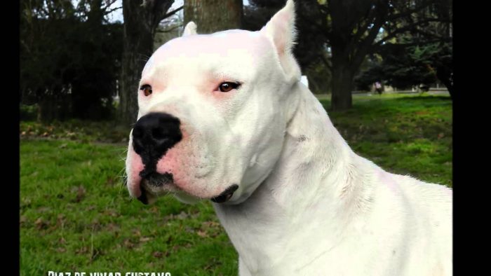rostro de un dogo argentino