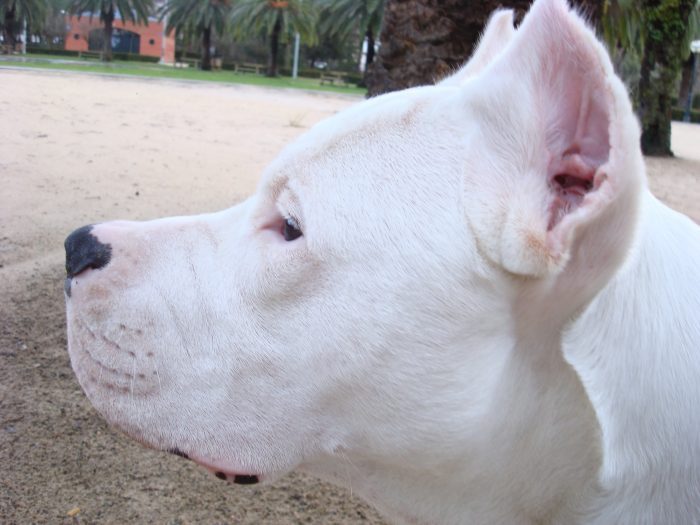 rostro de un dogo argentino con sus orejas cortadas