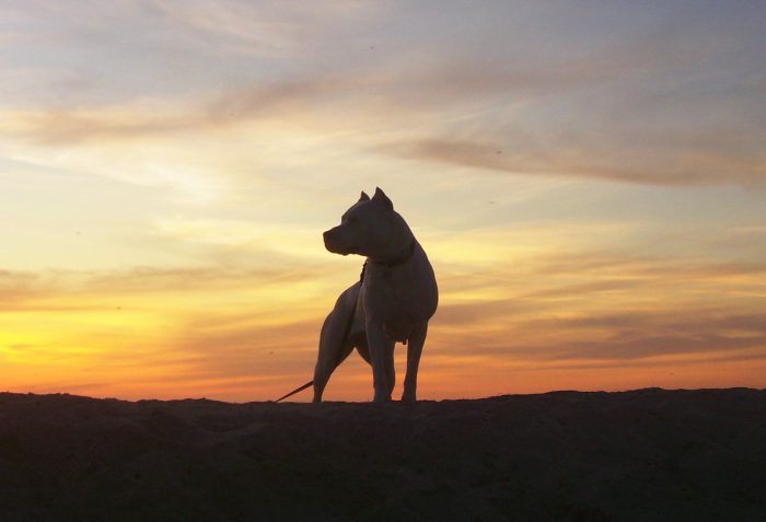 silueta de un dogo argentino al atardecer