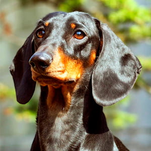 teckel observando la inmensidad