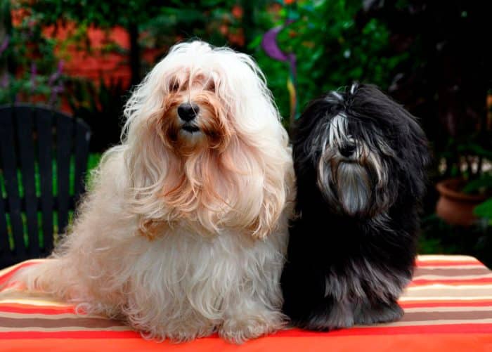 2 bichones habaneros parados sobre un cojín
