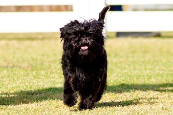 affenpinscher
