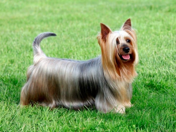 australian silky terrier