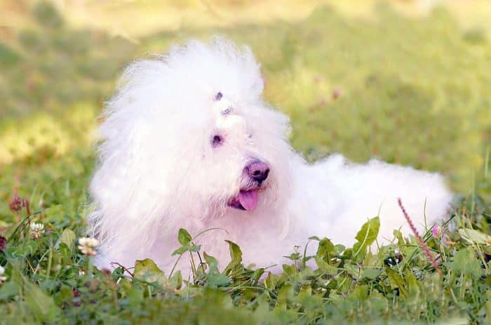 bichon boloñes descansando sobre hierbas