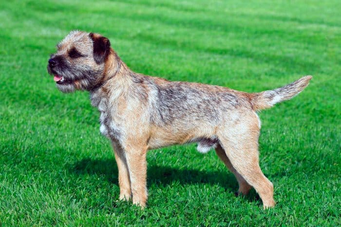 border terrier sobre césped