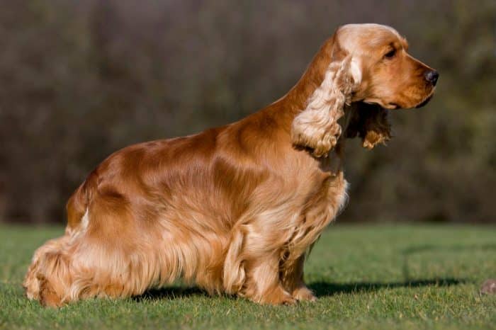 cocker spaniel vista lateral