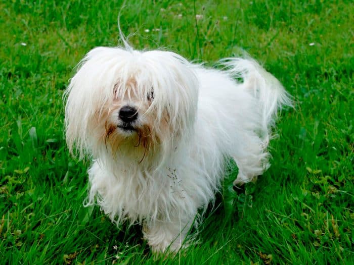 coton de tulear