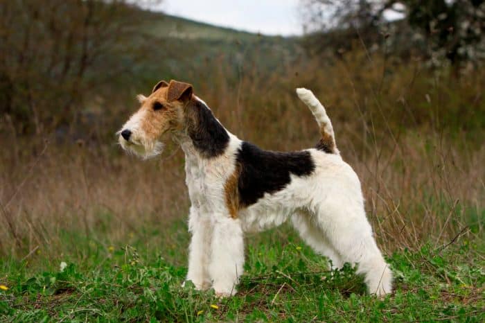 fox terrier de pelo duro vista lateral