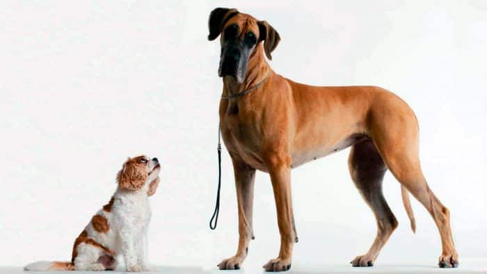 gran danés junto a un cavalier king charles spaniel