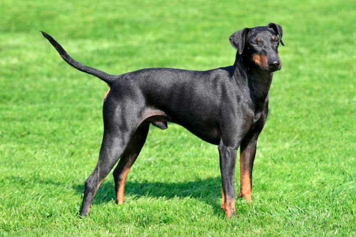 manchester terrier