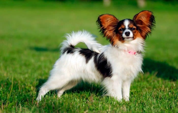 papillon parado sobre césped vista lateral