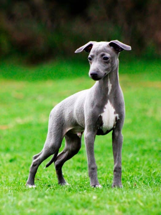 pequeño lebrel italiano parado sobre césped