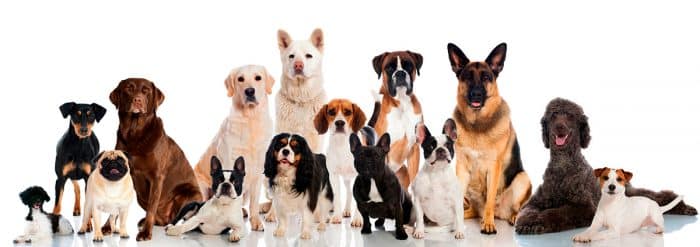 razas de perros