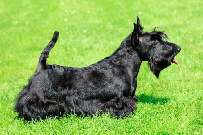 scottish terrier negro vista lateral sobre césped