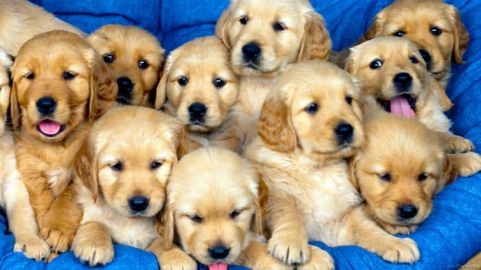 selección y mestizaje de perros de raza