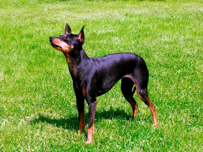 Toy terrier inglés sobre césped