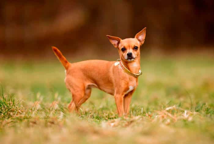 vista lateral de un chihuahua sobre hierbas