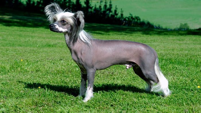 vista lateral de un perro crestado chino