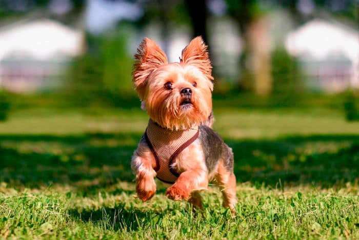 yorkshire terrier jugando en el parque