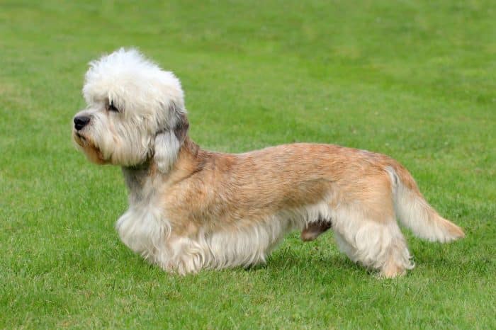 dandie dinmont terrier vista lateral sobre césped