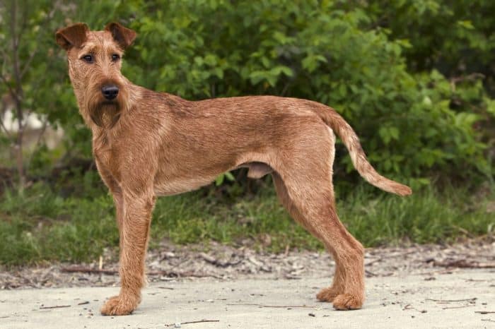 irish terrier irlandes vista lateral en un camino rural