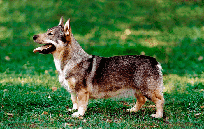 perro de los visigodos vista lateral sobre césped