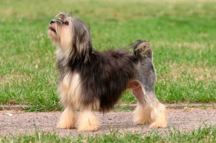 petit chien lion vista lateral