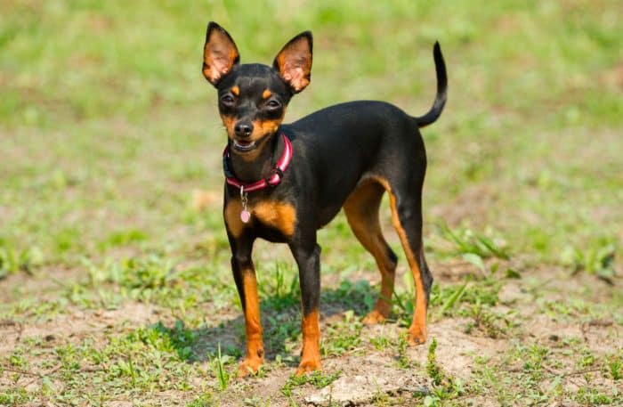 pinscher vista frontal lateral sobre césped