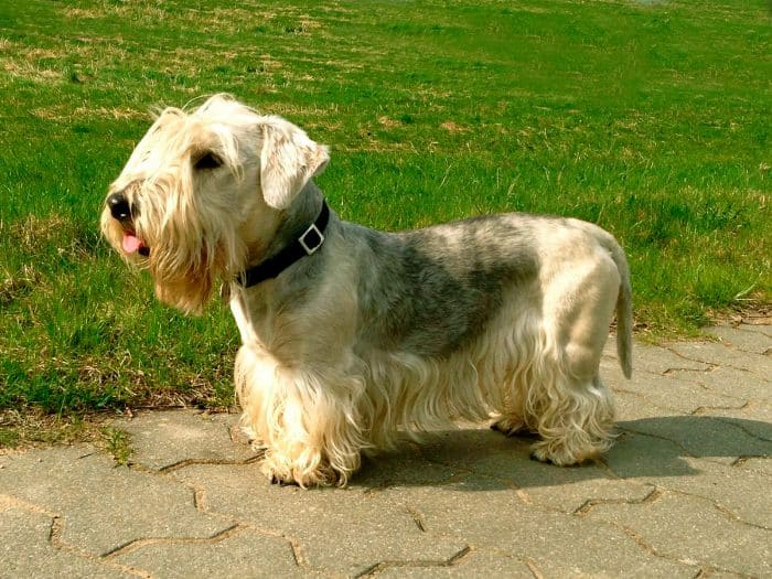terrier checo vista lateral sobre pavimento de adocretos