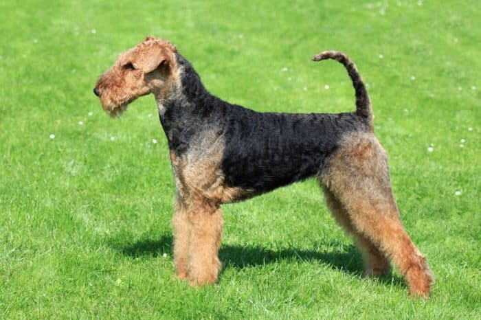 airedale terrier vista lateral sobre césped