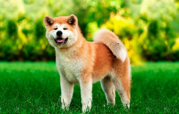 akita vista frontal sobre césped