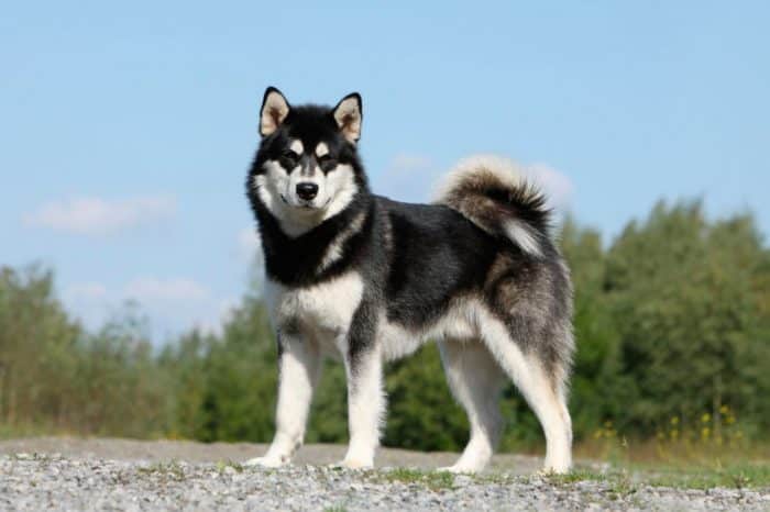 alaska malamute vista lateral