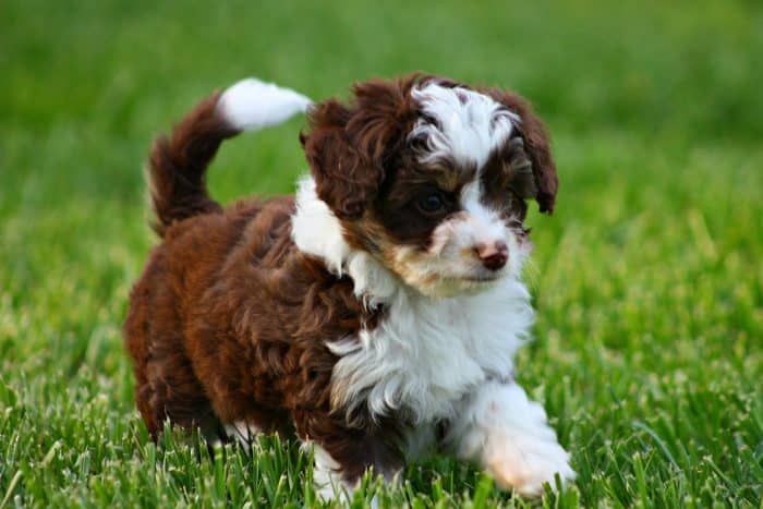aussiedoodle cachorro trotando sobre césped