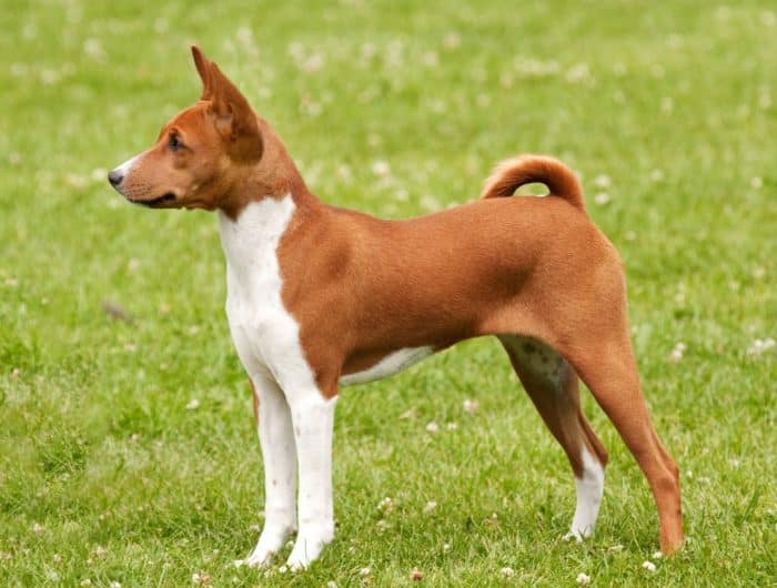 basenji observando a lo lejos sobre césped