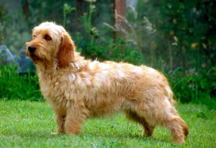 basset leonado de bretaña en un jardín