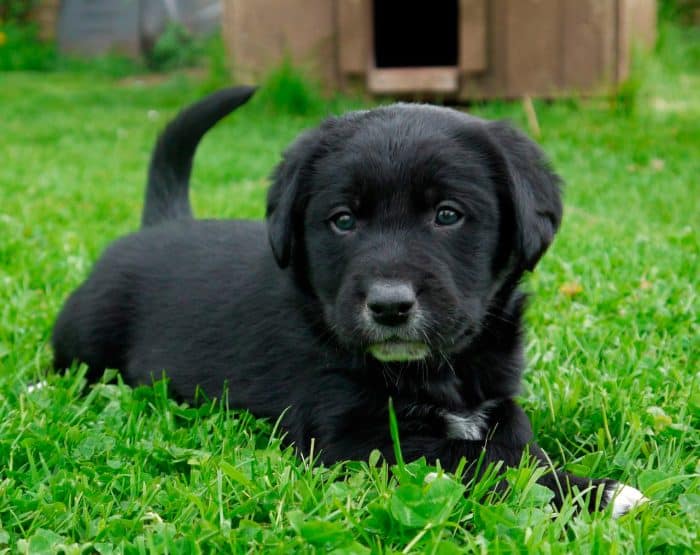 borador cachorro sobre césped