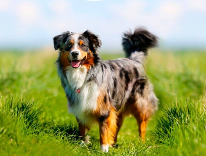 border collie parado en medio de una llanura