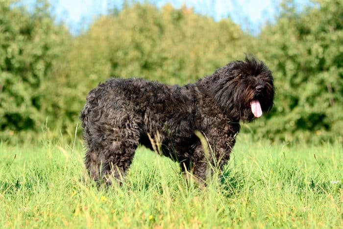 boyero de flandes en un campo vista lateral