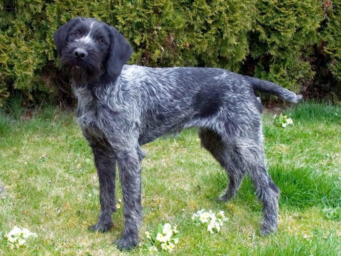 braco alemán de pelo duro vista lateral en un patio