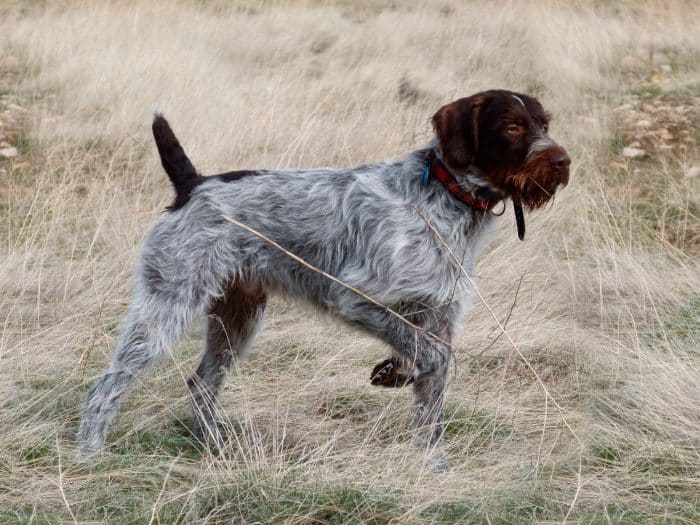 braco alemán de pelo largo vista lateral en una pradera
