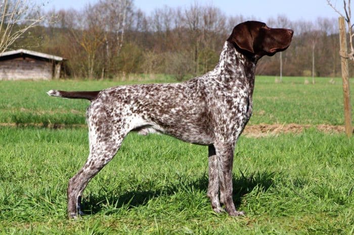 braco aleman vista lateral en el campo