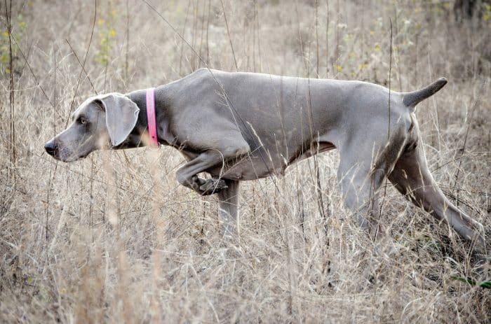 braco de weimar rastreando en una pradera