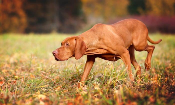 braco húngaro de pelo corto rastreando en una pradera