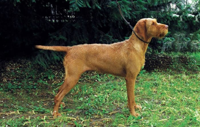 braco húngaro de pelo duro vista lateral en un campo