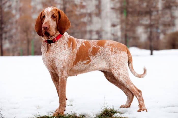 braco italiano vista lateral en la nieve